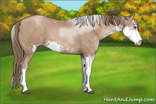Horse Color:Black Pearl Sabino 