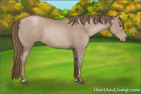 Horse Color:Black Pearl Sabino