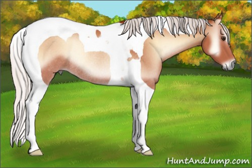 Horse Color:Silver Bay Onyx Tobiano Rabicano 