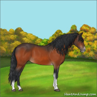 Horse Color:Bay Tobiano Frame 