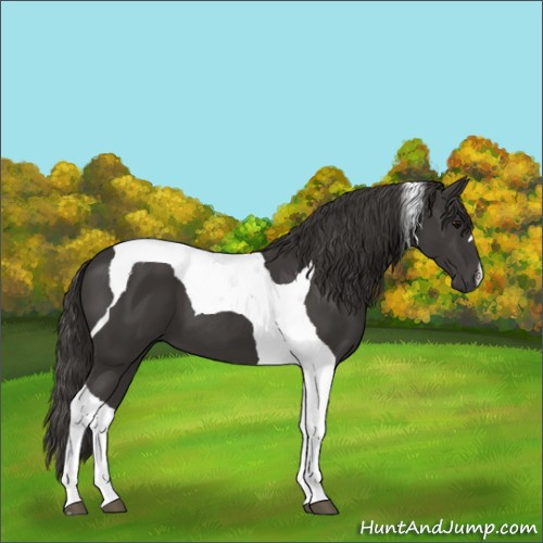 Horse Color:Smoky Black Tobiano