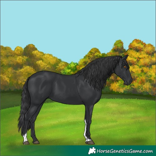 Horse Color:Black Tobiano Rabicano