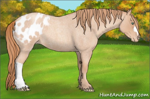 Horse Color:Gold Champagne Roan Appaloosa 