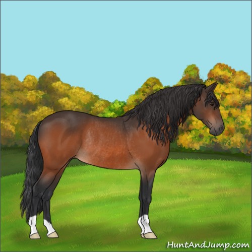 Horse Color:Bay Rabicano 