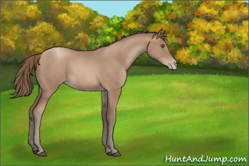 Horse Color:Black Pearl Sabino 