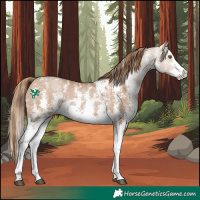 Horse Color:Black Pearl Sabino 