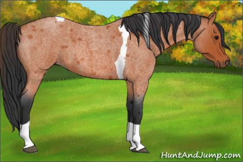 Horse Color:Bay Roan Tobiano 