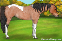 Horse Color:Bay Roan Tobiano 