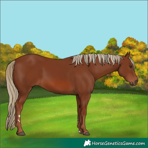 Horse Color:Chestnut 