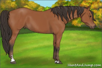 Horse Color:Bay Sabino 