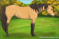 Horse Color:Buckskin