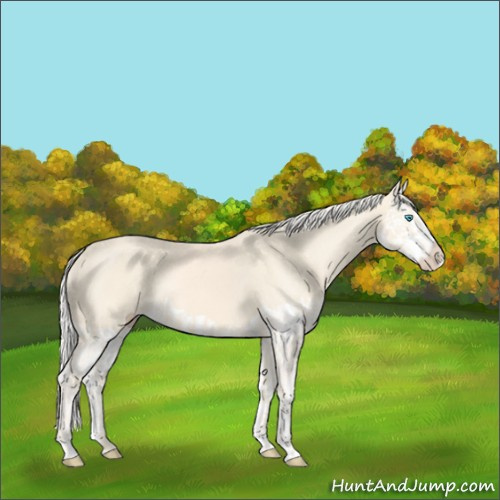 Horse Color:Cremello Splash  and Cremello Splash 