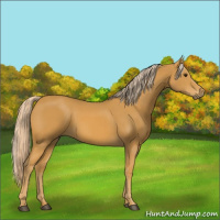 Horse Color:Palomino