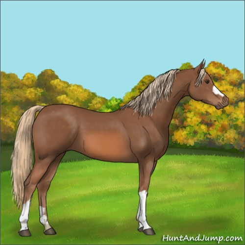 Horse Color:Chestnut 