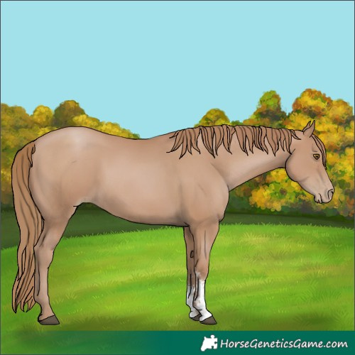 Horse Color:Black Pearl Sabino