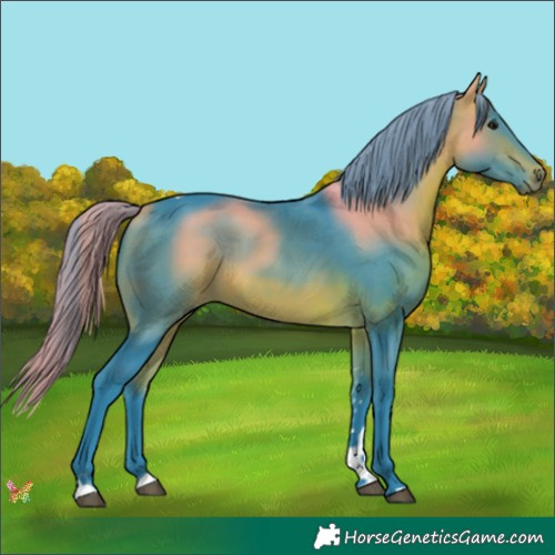 Horse Color:Watercolor Bay Tobiano 