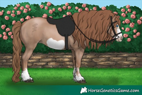 Horse Color:Black Pearl Sabino Frame