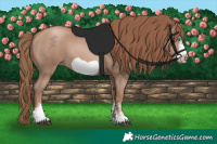 Horse Color:Black Pearl Sabino Frame 