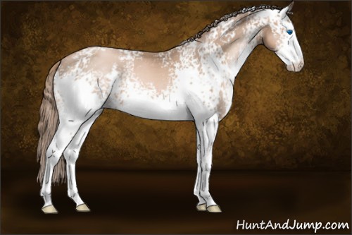 Horse Color:White Spotted Liver Chestnut Pearl Sabino Splash 