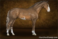 Horse Color:Chocolate Palomino Sabino 