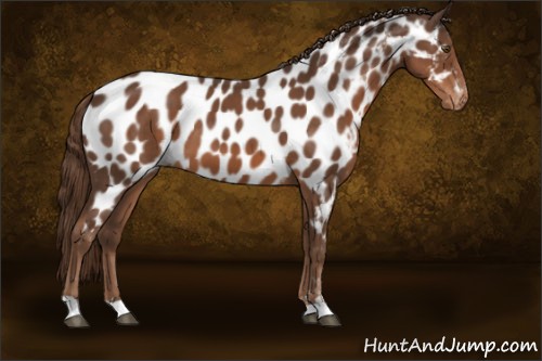 Horse Color:Liver Chestnut Sabino Appaloosa 