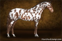 Horse Color:Liver Chestnut Sabino Appaloosa 