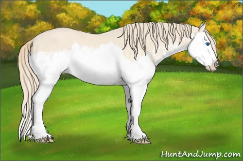 Horse Color:Perlino Splash  and Perlino Splash 