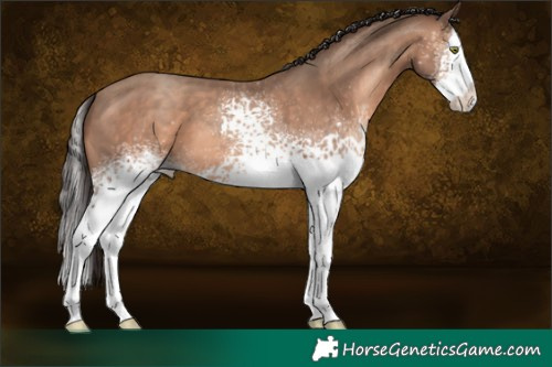 Horse Color:White Spotted Sable Champagne Splash 