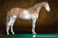 Horse Color:White Spotted Sable Champagne Splash 