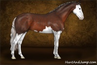 Horse Color:Silver Brown Splash