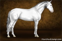Horse Color:White Spotted Black Splash 