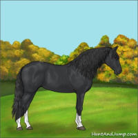 Horse Color:Black Tobiano 
