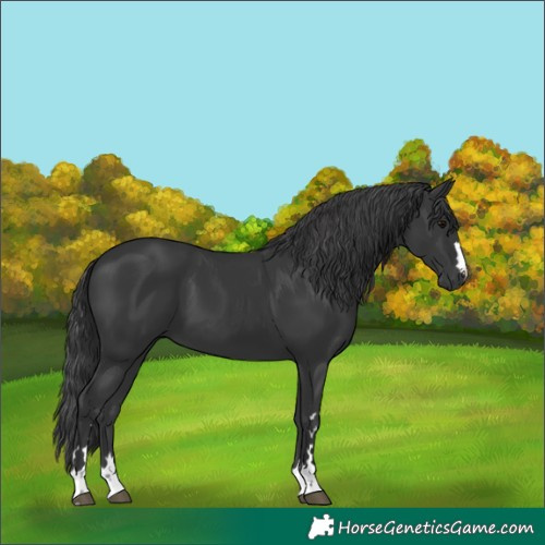 Horse Color:Black 