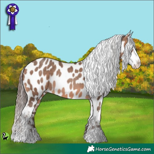 Horse Color:Sable Champagne Appaloosa 
