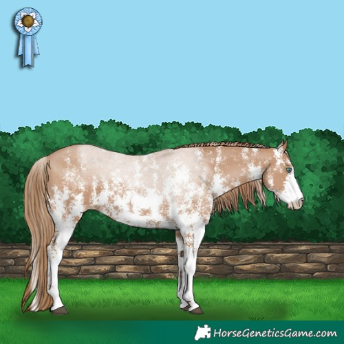 Horse Color:Black Pearl Sabino