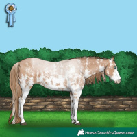 Horse Color:Black Pearl Sabino 