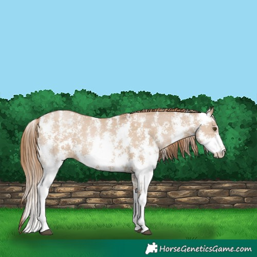 Horse Color:Grullo Pearl Sabino