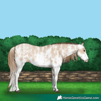 Horse Color:Grullo Pearl Sabino 