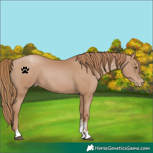 Horse Color:Black Pearl Sabino 