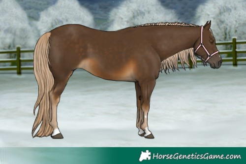 Horse Color:Chocolate Palomino 