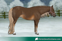 Horse Color:Chocolate Palomino 