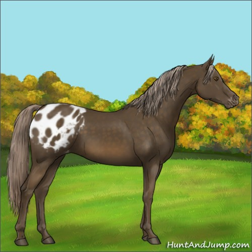 Horse Color:Chocolate Palomino Appaloosa 