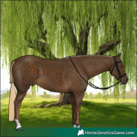 Horse Color:Chocolate Palomino 