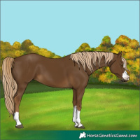 Horse Color:Chocolate Palomino 
