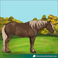 Horse Color:Chocolate Palomino 