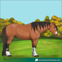 Horse Color:Bay 