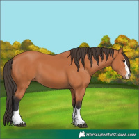 Horse Color:Bay 