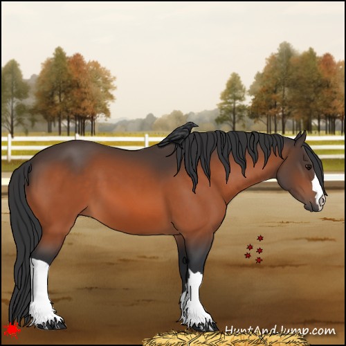 Horse Color:Bay 