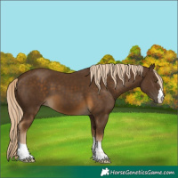 Horse Color:Chocolate Palomino 