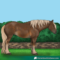 Horse Color:Chocolate Palomino 
